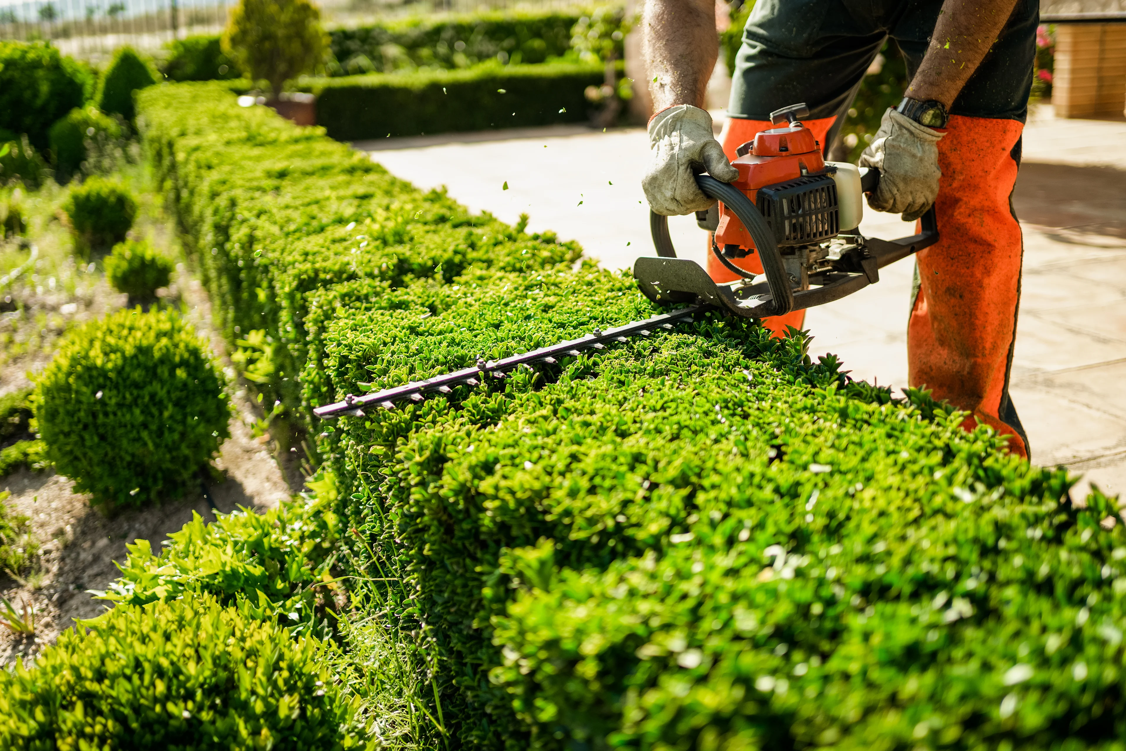 Landscaper using a gas hedge trimmer to shape a long green hedge