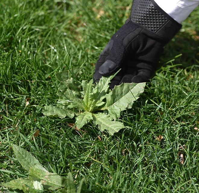 Gloved hand pulling a broadleaf weed out of a healthy green lawn