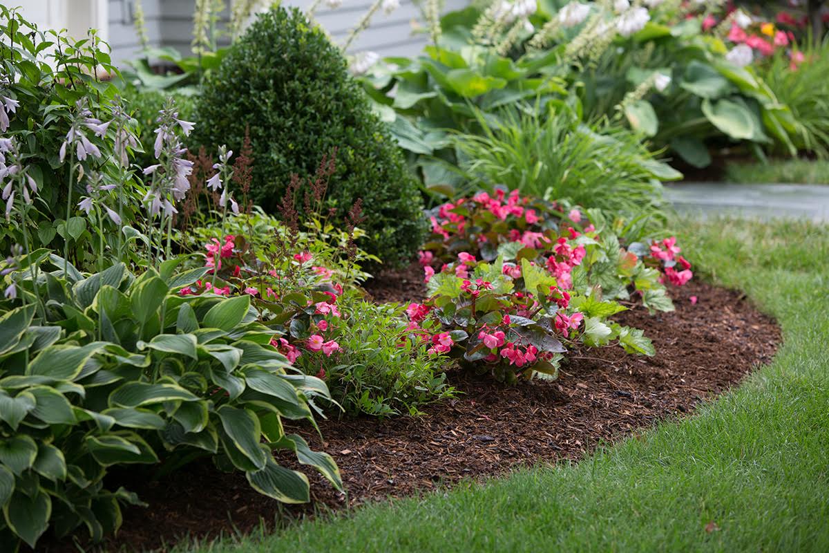 Landscaped bed with hostas, boxwood and pink begonias in fresh mulch